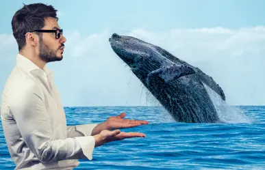 Por esta razón no llegan ballenas a las costas de Yucatán