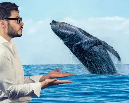 Por esta razón no llegan ballenas a las costas de Yucatán
