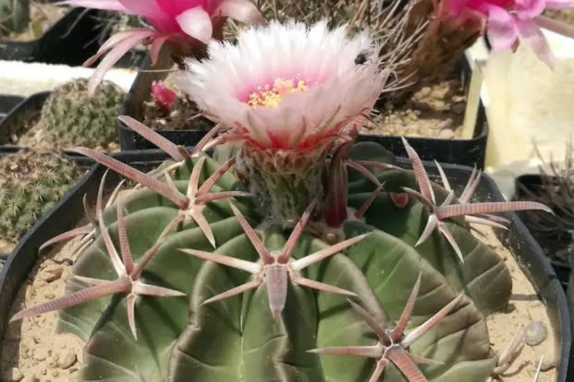 Fuertes, largas y puntiagudas espinas hacen de este cactus un peligroso habitante del desierto. Foto: iNaturalist