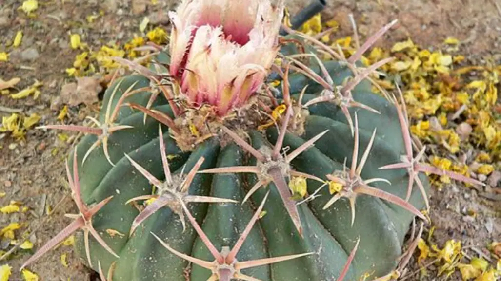 Este es el cactus más peligroso del semidesierto de Tamaulipas