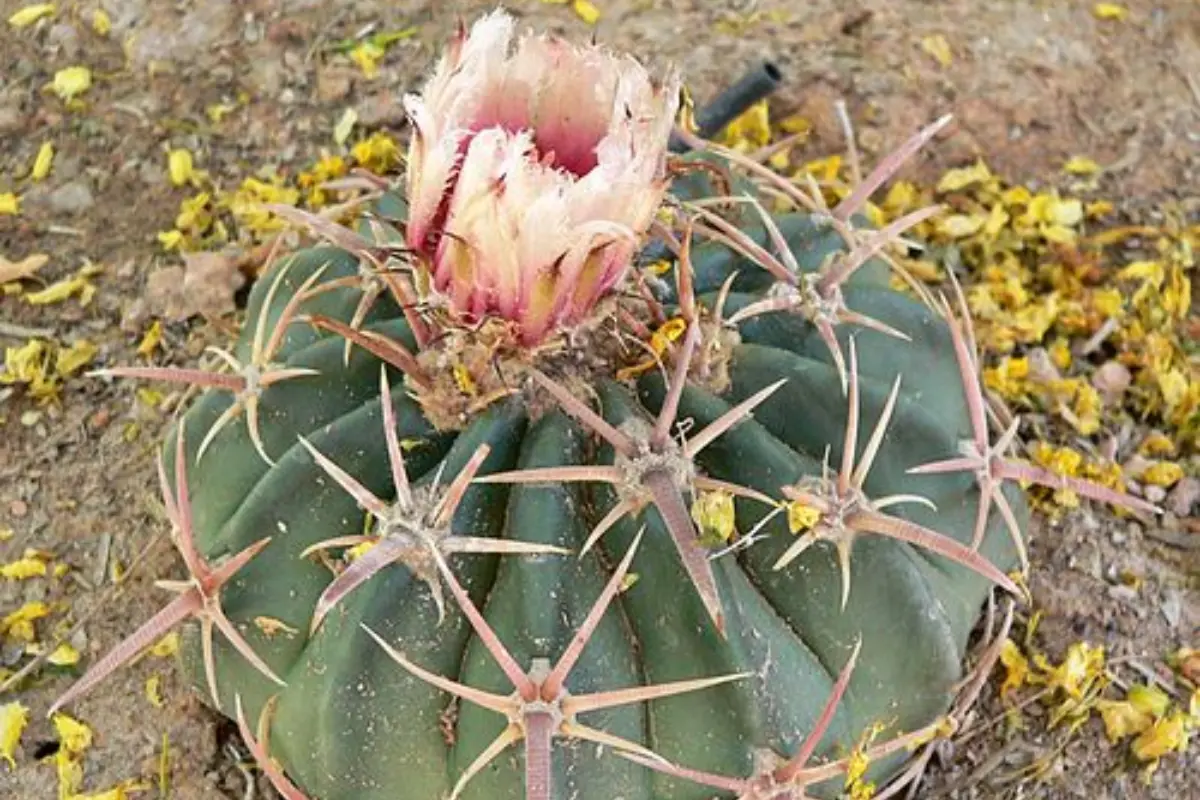Biznaga tonel o mancacaballos (Echinocactus texensis). Foto: iNaturalist