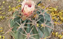 Este es el cactus más peligroso del semidesierto de Tamaulipas