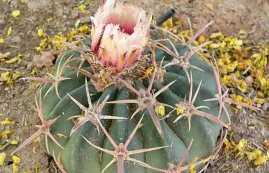 Este es el cactus más peligroso del semidesierto de Tamaulipas