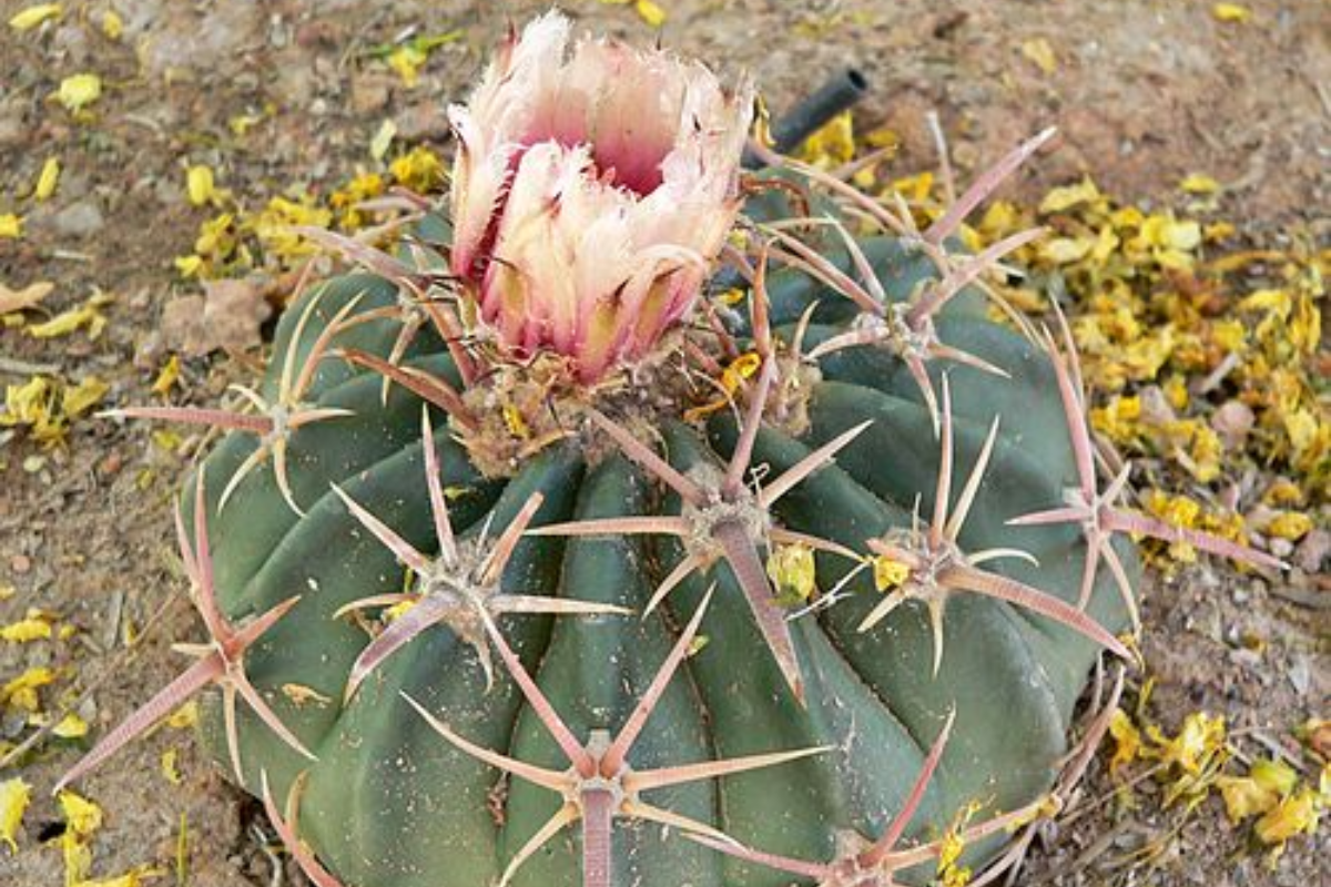 Este es el cactus más peligroso del semidesierto de Tamaulipas