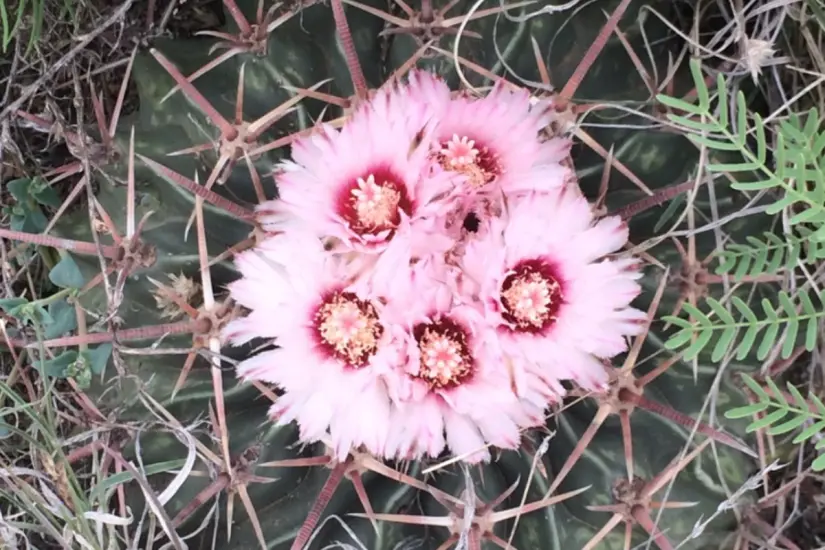 A pesar de su peligrosidad, la biznaga tonel tiene una de las más hermosas floraciones de las cactáceas. Foto: iNaturalist