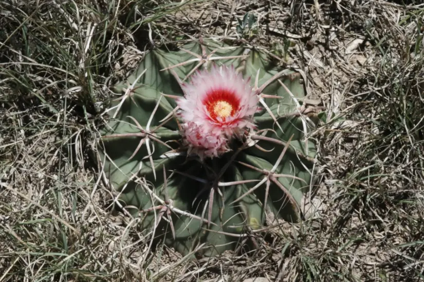 El Echinocactus texensis o biznaga tonel puede perderse fácilmente entre los matorrales. Foto: iNaturalist