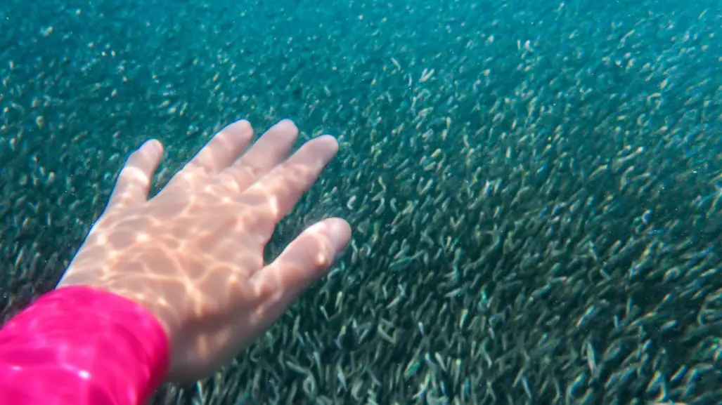 Buzo capta millones de anchoas en costa de Playa Miramar