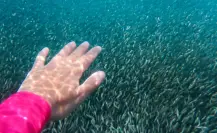 Buzo capta millones de anchoas en costa de Playa Miramar