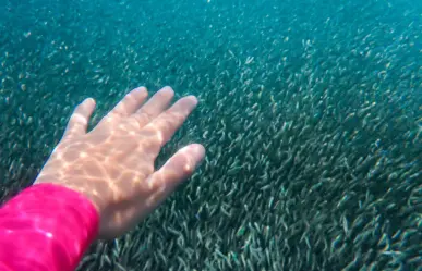 Buzo capta millones de anchoas en costa de Playa Miramar