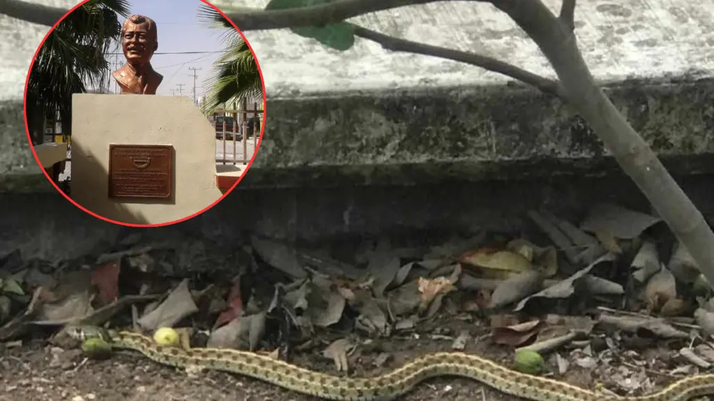 Padres denuncian plaga de gusanos y víboras en escuela de Reynosa