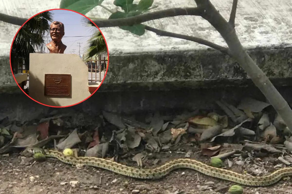 Padres denuncian plaga de gusanos y víboras en escuela de Reynosa