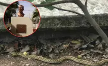 Padres denuncian plaga de gusanos y víboras en escuela de Reynosa