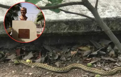 Padres denuncian plaga de gusanos y víboras en escuela de Reynosa