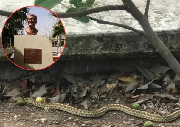 Padres denuncian plaga de gusanos y víboras en escuela de Reynosa