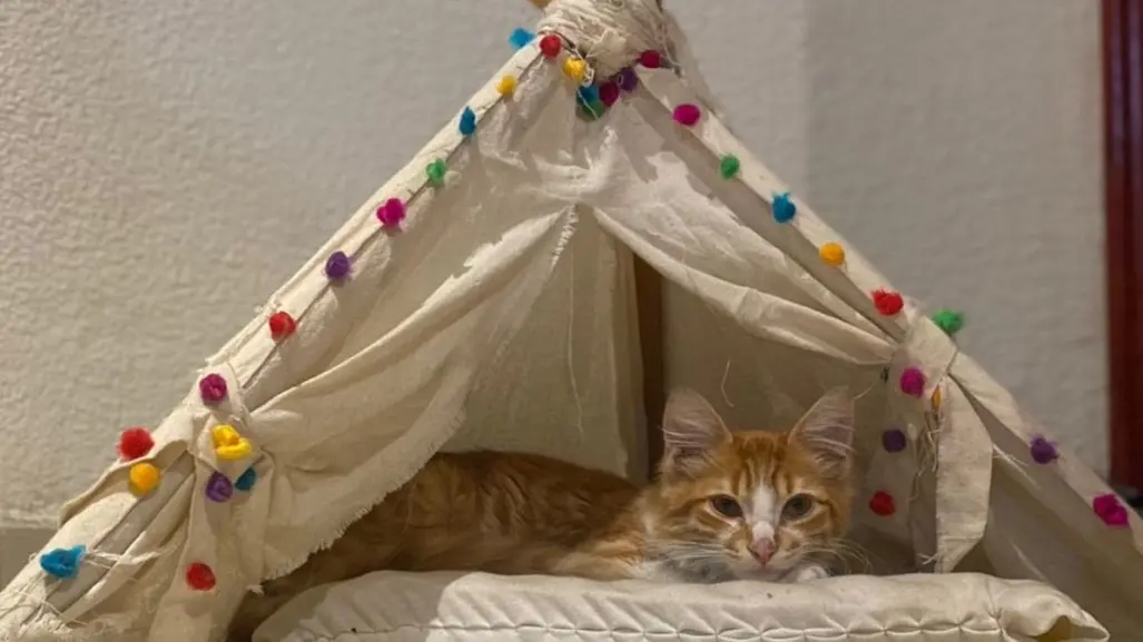 ¿Fan de los gatos? Conoce todos los detalles sobre Vive Gatito 2025 en CDMX