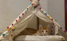 ¿Fan de los gatos? Conoce todos los detalles sobre Vive Gatito 2025 en CDMX