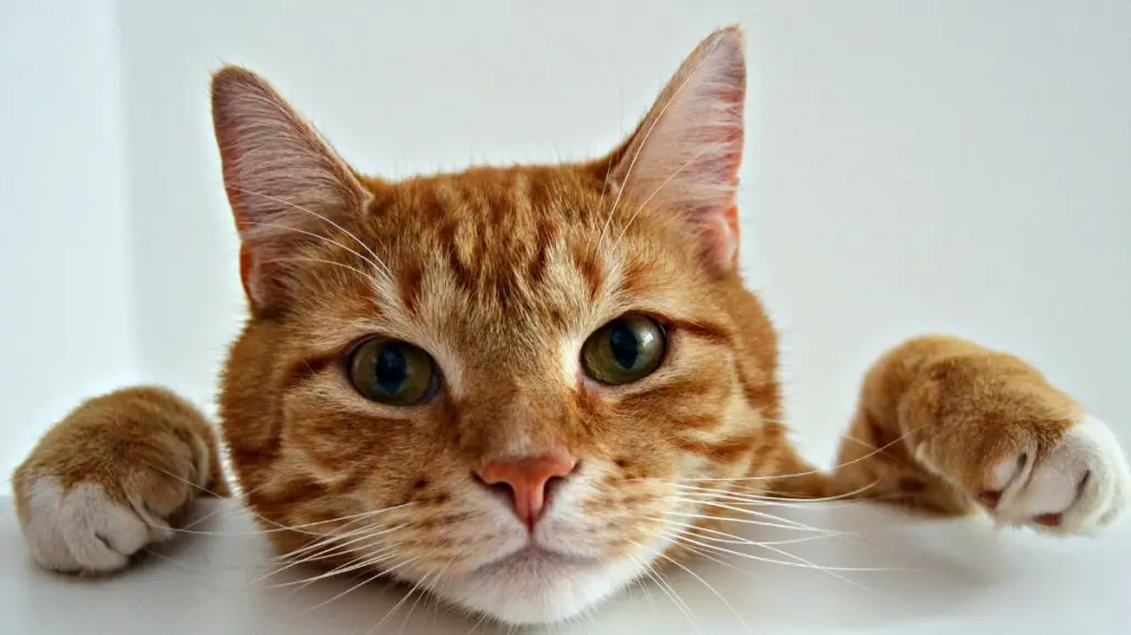 ¿Fan de los gatos? Conoce todos los detalles sobre Vive Gatito 2025 en CDMX
