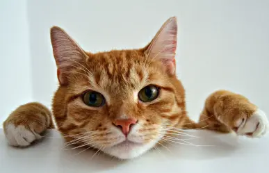 ¿Fan de los gatos? Conoce todos los detalles sobre Vive Gatito 2025 en CDMX