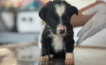 Perros rescatados en el Metro de CDMX buscan hogar: conoce cómo adoptarlos