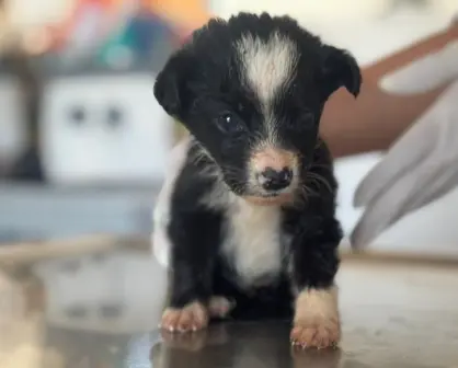 Perros rescatados en el Metro de CDMX buscan hogar: conoce cómo adoptarlos
