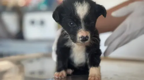 Perros rescatados en el Metro de CDMX buscan hogar: conoce cómo adoptarlos