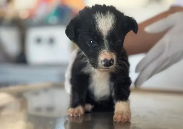 Perros rescatados en el Metro de CDMX buscan hogar: conoce cómo adoptarlos