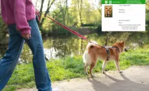 ¡Evita multas! Esta es la fecha límite para tramitar el CURP de tu mascota en CDMX