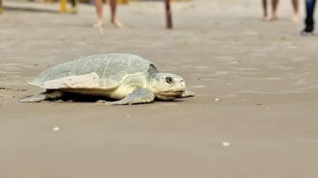 Playa Miramar se convierte en refugio para 700 tortugas lora en temporada de anidación