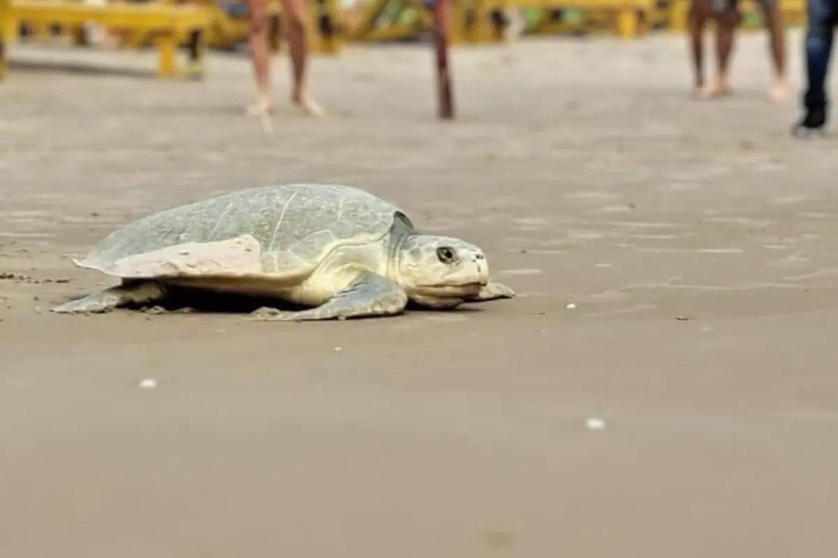 Continúan desovando las tortugas lora en playa Miramar | Foto: Axel Hassel