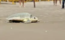 Playa Miramar se convierte en refugio para 700 tortugas lora en temporada de anidación
