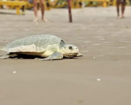 Playa Miramar se convierte en refugio para 700 tortugas lora en temporada de anidación