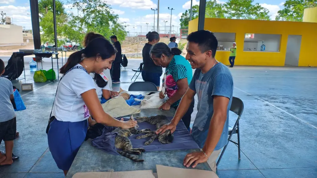 Yucatán avanza en bienestar animal con jornada de 1,500 esterilizaciones gratuitas