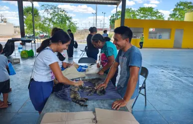 Yucatán avanza en bienestar animal con jornada de 1,500 esterilizaciones gratuitas