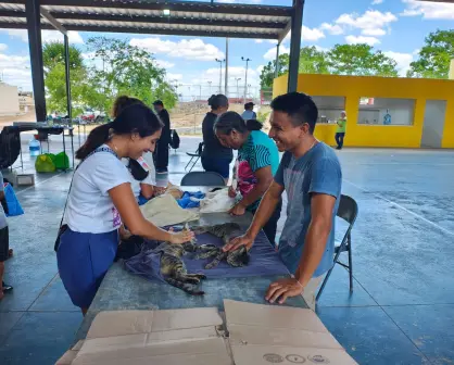 Yucatán avanza en bienestar animal con jornada de 1,500 esterilizaciones gratuitas