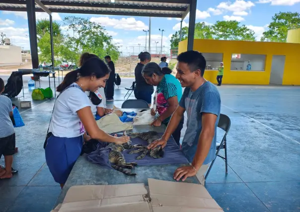 Yucatán avanza en bienestar animal con jornada de 1,500 esterilizaciones gratuitas