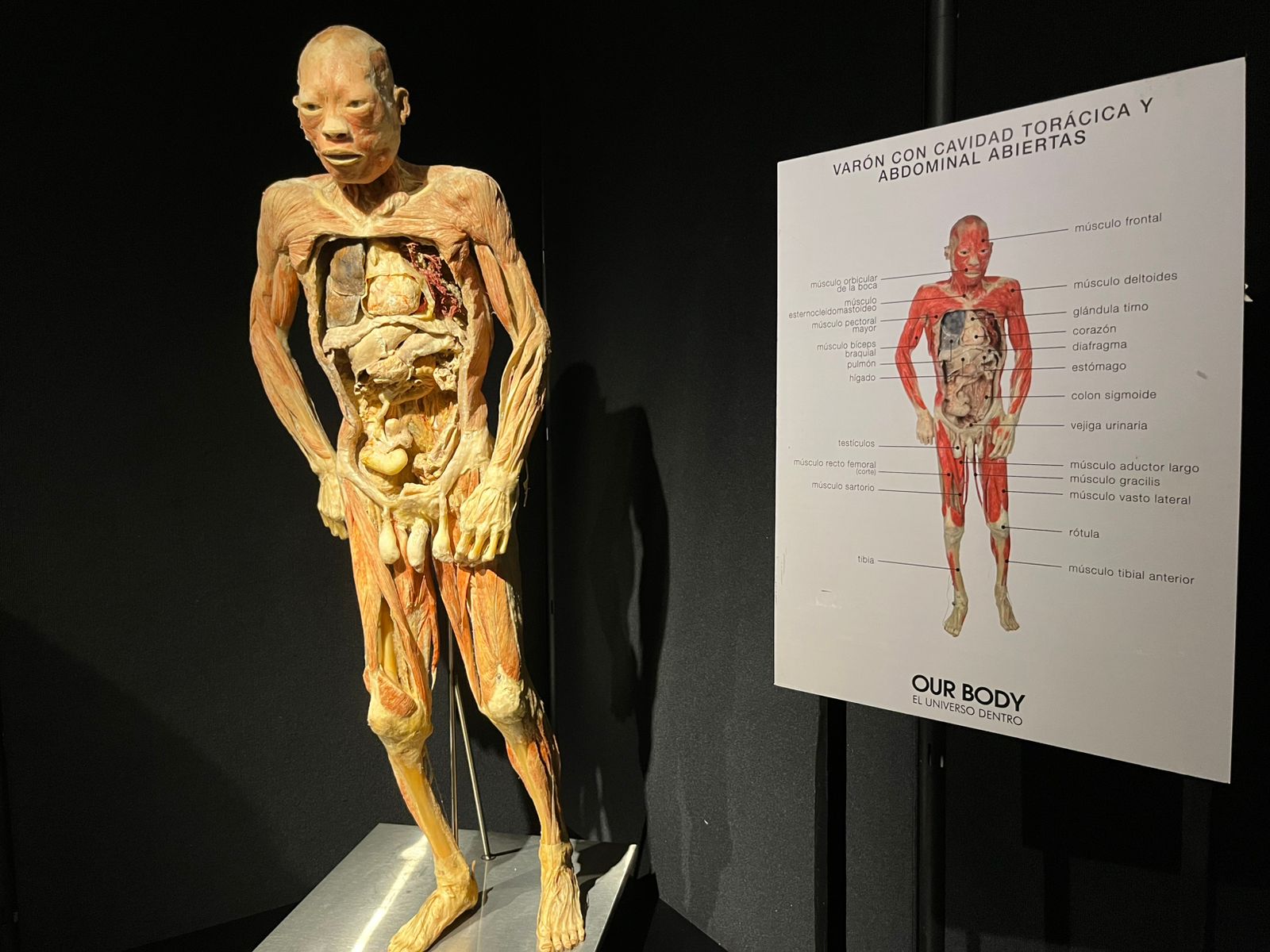 imagen-cuerpo imagen-cuerpo