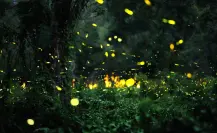 Brilla con el Festival de las Luciérnagas 2025 en Edomex: ¿cuándo y dónde será?