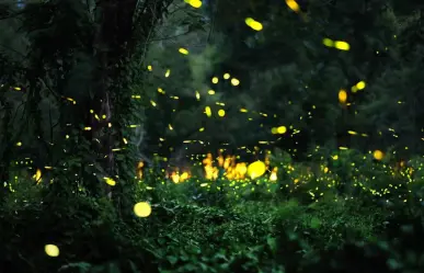 Brilla con el Festival de las Luciérnagas 2025 en Edomex: ¿cuándo y dónde será?