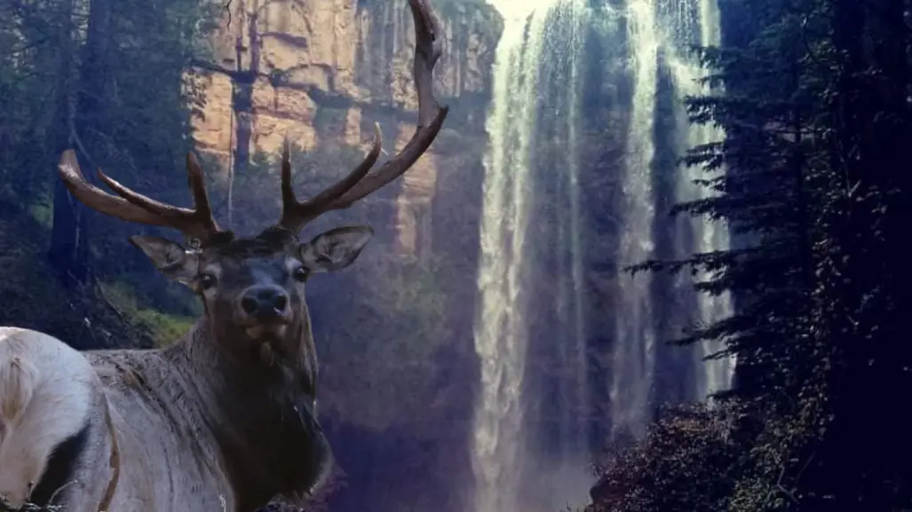 El increíble bosque de Durango en donde puedes ver ciervos canadienses y unas cascadas gemelas
