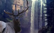 El increíble bosque de Durango en donde puedes ver ciervos canadienses y unas cascadas gemelas