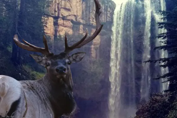 El increíble bosque de Durango en donde puedes ver ciervos canadienses y unas cascadas gemelas