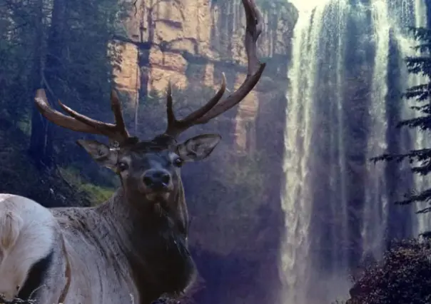 El increíble bosque de Durango en donde puedes ver ciervos canadienses y unas cascadas gemelas
