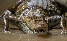 Código cocodrilo en Tampico: ¿de qué se trata?