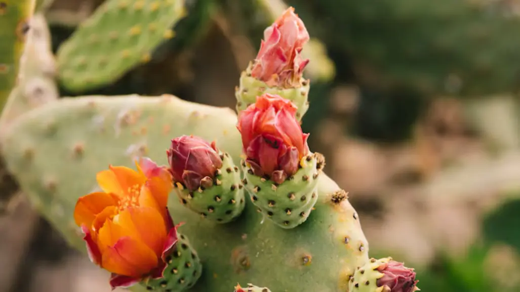 Este fruto de cactus nativo de Tamaulipas es alimento, remedio natural y una fuente de ingresos