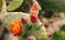 Este fruto de cactus nativo de Tamaulipas es alimento, remedio natural y una fuente de ingresos