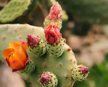 Este fruto de cactus nativo de Tamaulipas es alimento, remedio natural y una fuente de ingresos