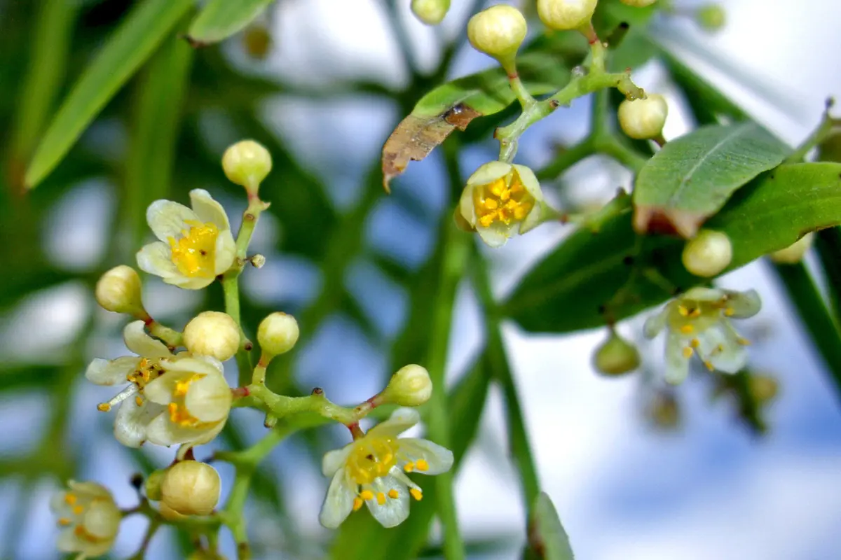 El Pirul es una flor nativa de Tamaulipas, se utiliza para aromatizar los hogares por su aroma dulce y resinoso, además tiene otras ventajas curativas FOTO Naturista México