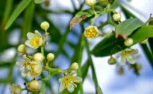 Esta flor nativa de Tamaulipas es ideal para tenerla en casa y aromatizar el ambiente