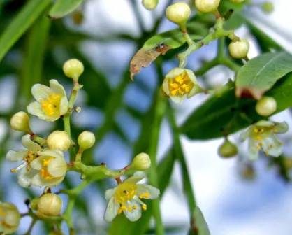 Esta flor nativa de Tamaulipas es ideal para tenerla en casa y aromatizar el ambiente