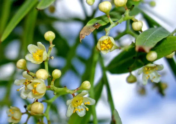 Esta flor nativa de Tamaulipas es ideal para tenerla en casa y aromatizar el ambiente